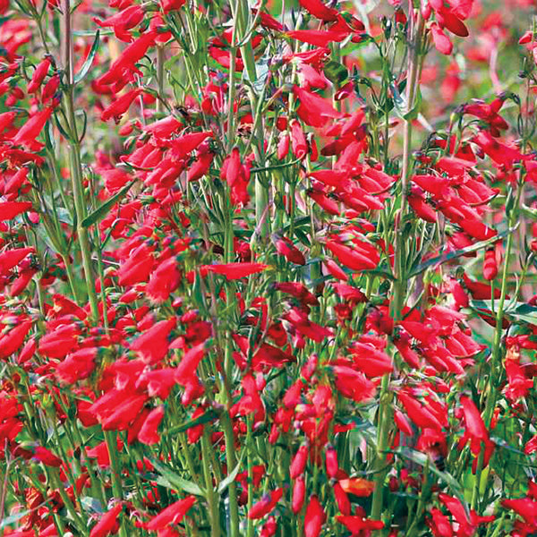 Twizzle Scarlet Penstemon Seeds