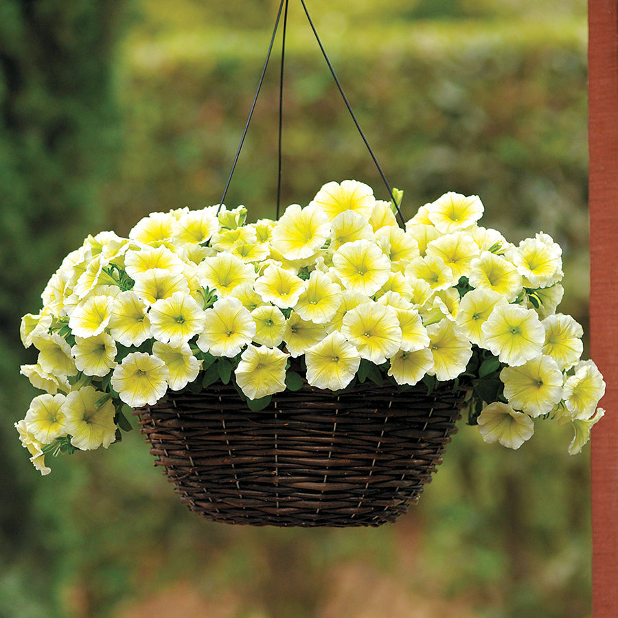 wave petunia flower seeds Easy Wave® Yellow Petunia Seeds