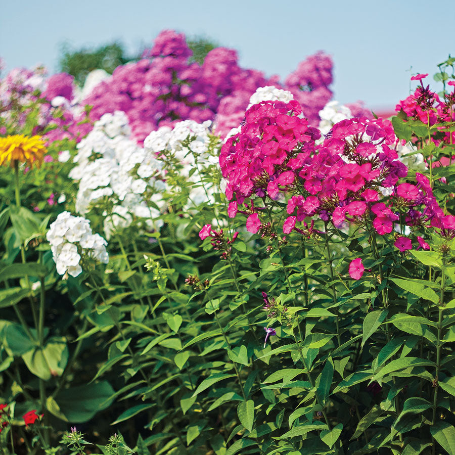 Blushing Bride Phlox