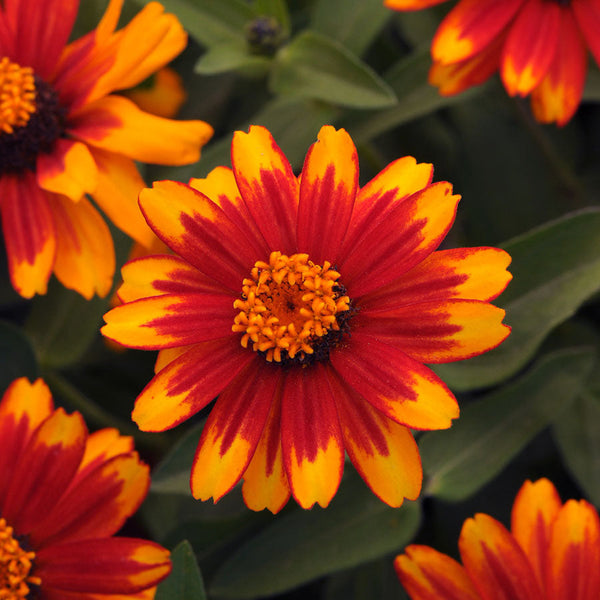 Zahara&reg; Sunburst Zinnia Seeds