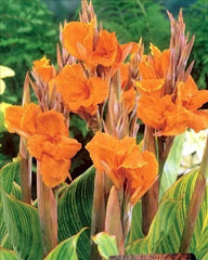 Canna Lily Bulbs Perennial Growing Bonsai Roots Rhizomes Corms Tubers Potted Planting Reblooming Fragrant Garden Species Blooms Flower Seeds Plant Gardening