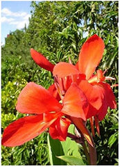 Burning Ember Canna Bulbs Perennial Growing Bonsai Roots Rhizomes Corms Tubers Potted Planting Reblooming Fragrant Garden Species Blooms Flower Seeds Plant Gardening