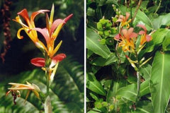 Canna speciosa Bulbs Perennial Growing Bonsai Roots Rhizomes Corms Tubers Potted Planting Reblooming Fragrant Garden Species Blooms Flower Seeds Plant Gardening