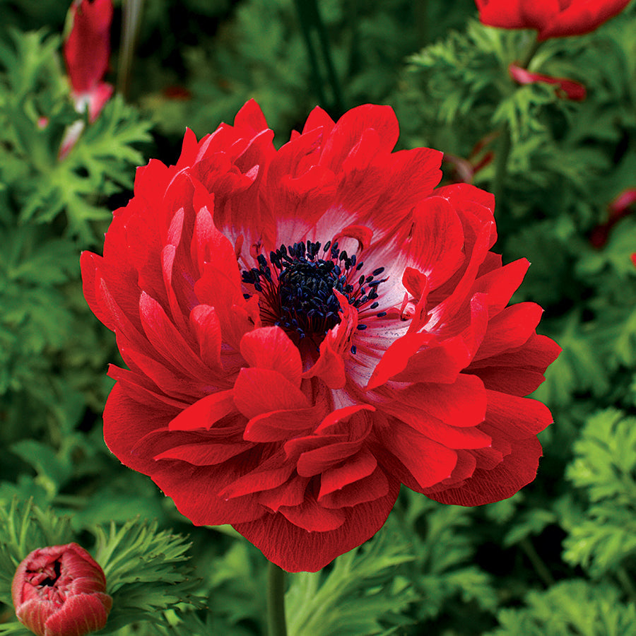 twin flower seeds Harmony Double Scarlet Anemone Seeds