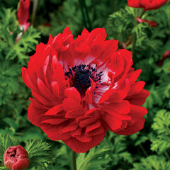 Harmony Double Scarlet Anemone Seeds - Plants Seeds