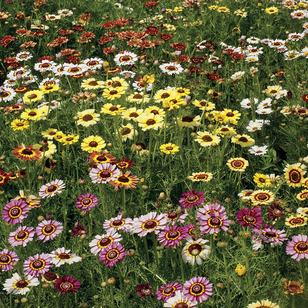 Painted Daisy Mix Seeds