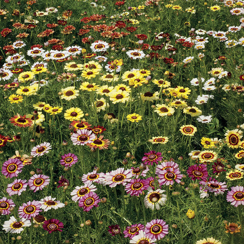 Painted Daisy Mix Seeds - Plants Seeds