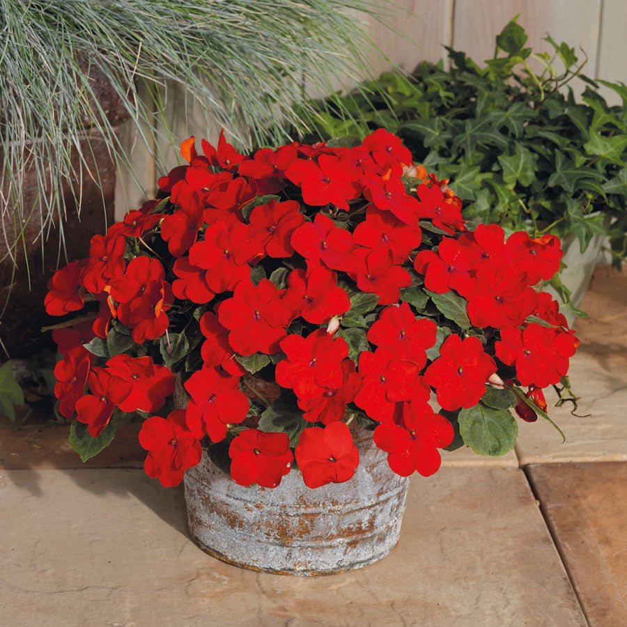 Shady Lady II Cherry Red Hybrid Impatiens Seeds - Plants Seeds