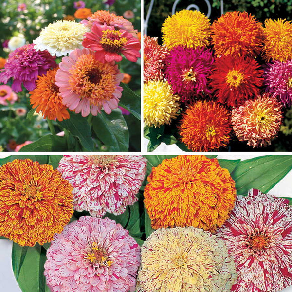 Zinnia Seed Tape Collection Seedsplant