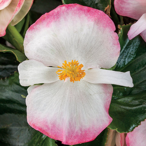 Begonia Tophat&trade; Rose Bicolor - Seedsplant