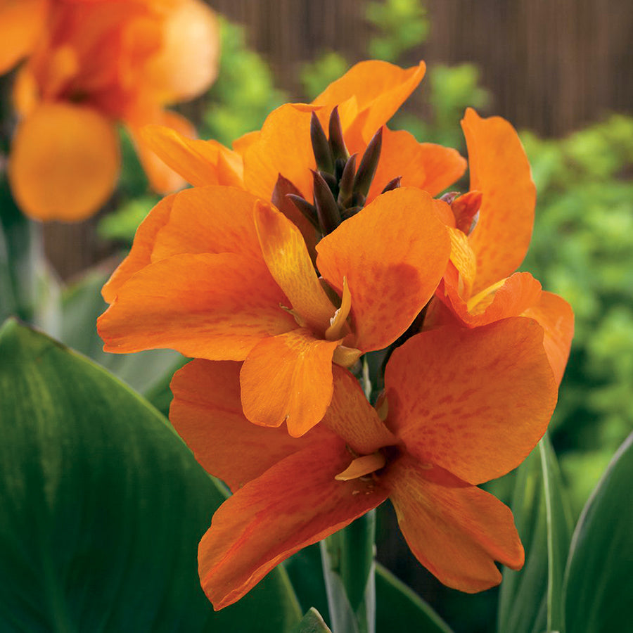 Canna South Pacific Orange - Plants Seeds