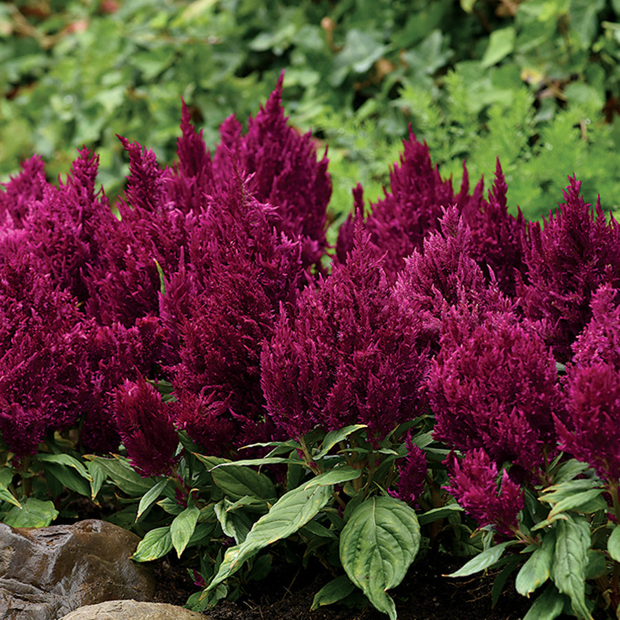 First Flame&trade; Purple Celosia Seeds - Plants Seeds