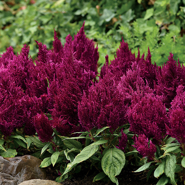 First Flame™ Purple Celosia Seeds