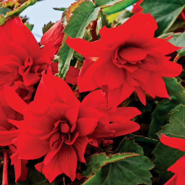 Begonia Funky® Scarlet