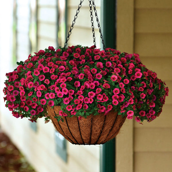 Kabloom ® Cherry Calibrachoa