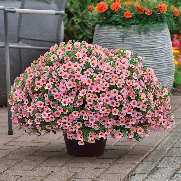 Kabloom ® Light Pink Blast Calibrachoa