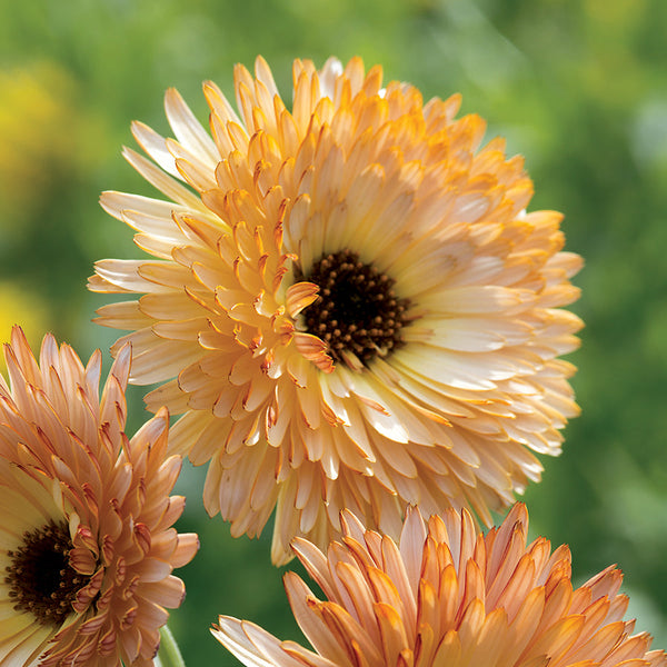 Orange Flash Calendula Seeds