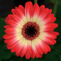 Gerbera Revolution Bicolor Red Lemon - Plants Seeds