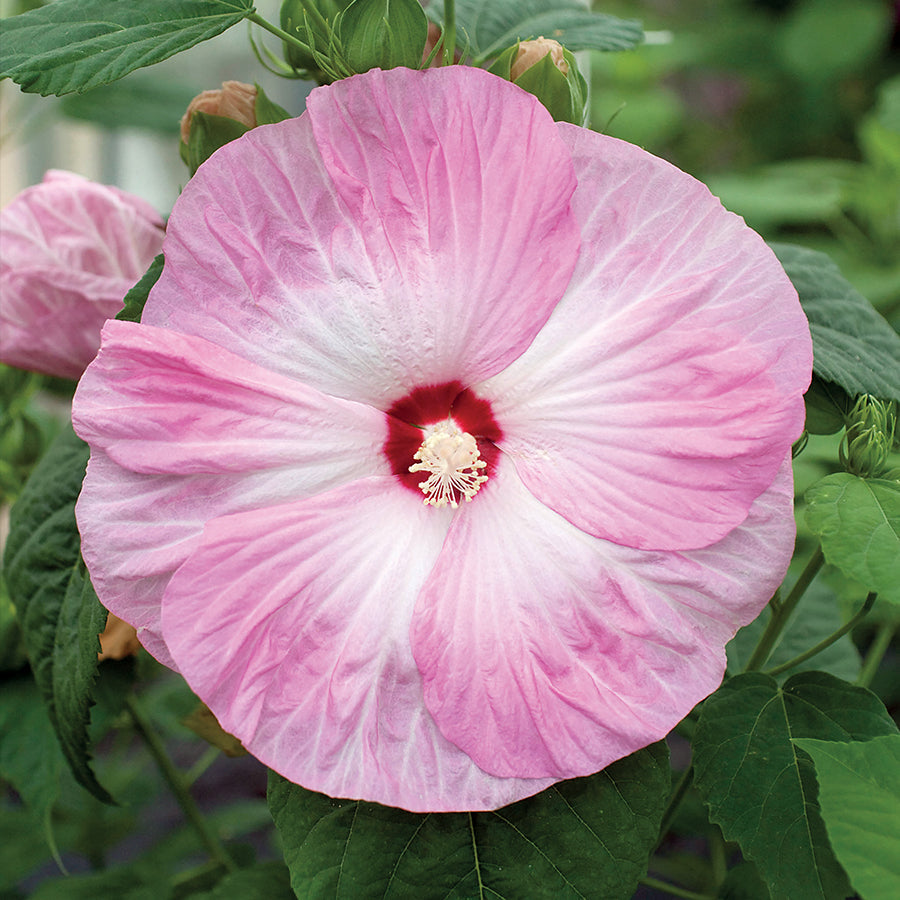 Hibiscus Honeymoon Light Rose (Pink) - Plants Seeds