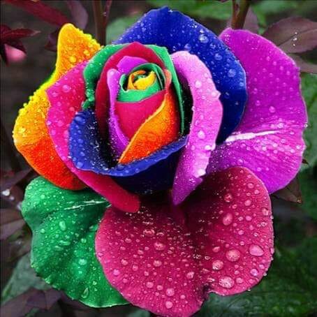 Rainbow Rose Seedlings Flower Seeds Perennial Growing Bonsai Corms Tubers Potted Planting Reblooming Fragrant Garden Roots Rhizomes Species Blooms Plant Bulbs Gardening Tree