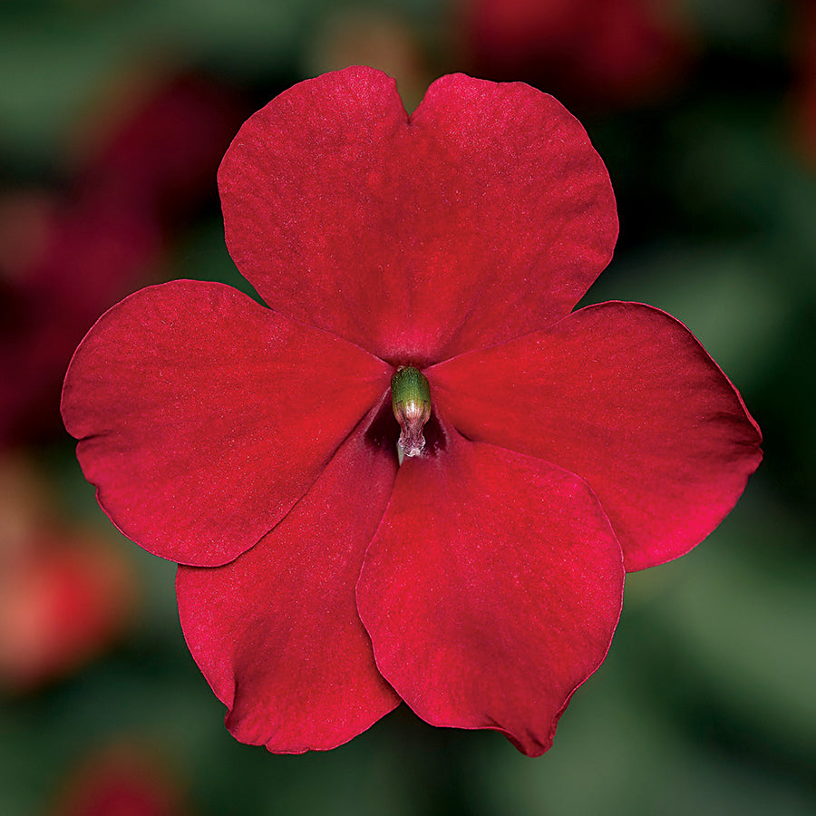 Impatiens Imara&trade; XDR Red Improved - Plants Seeds