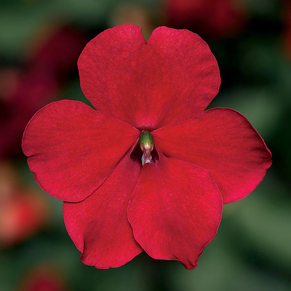 Impatiens Imara™ XDR Red Improved