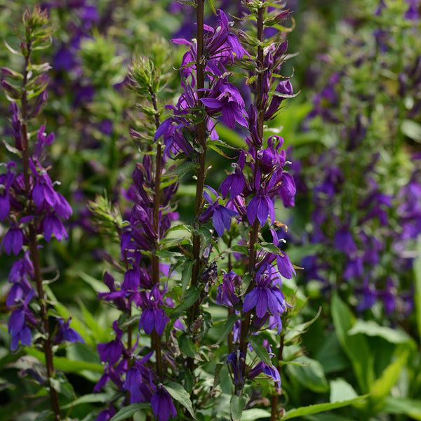 Lobelia Starship Blue