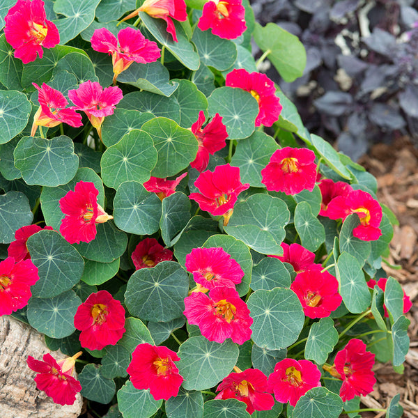 Nasturtium Baby Rose