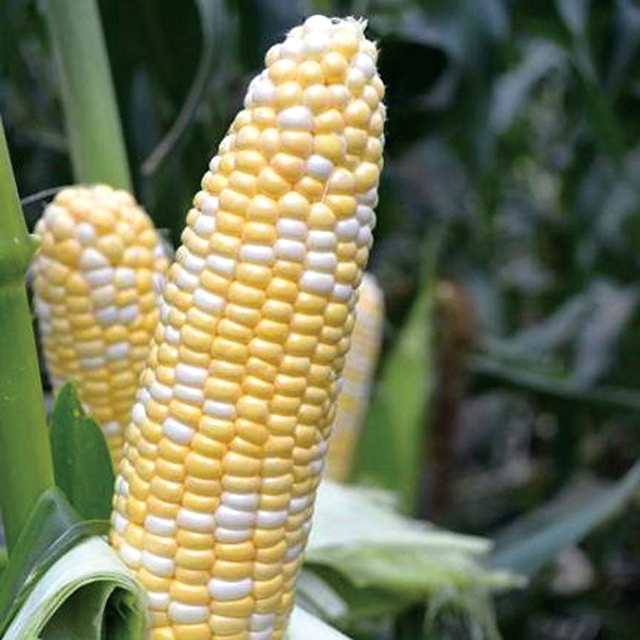 Corn American Dream Hybrid - Plants Seeds