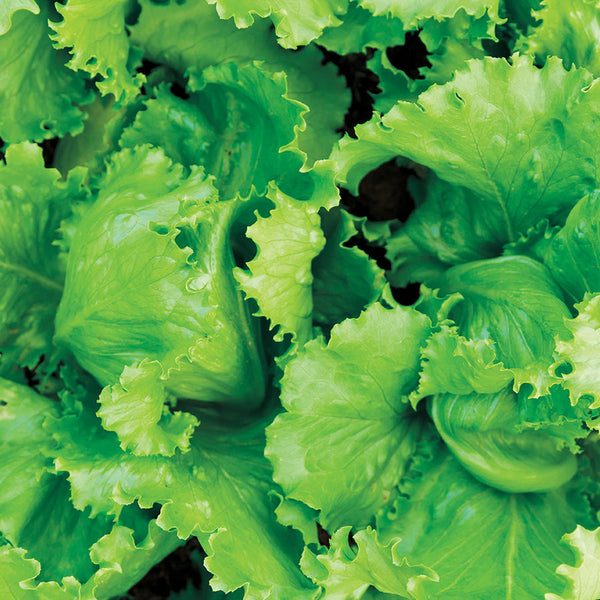 Black Seeded Simpson Organic Lettuce Seeds