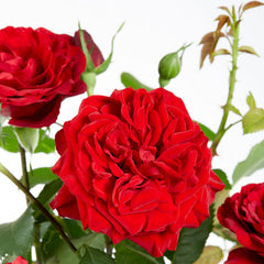 Red Crazy Rose Seedlings Flower Seeds Perennial Growing Bonsai Corms Tubers Potted Planting Reblooming Fragrant Garden Roots Rhizomes Species Blooms Plant Bulbs Gardening Tree