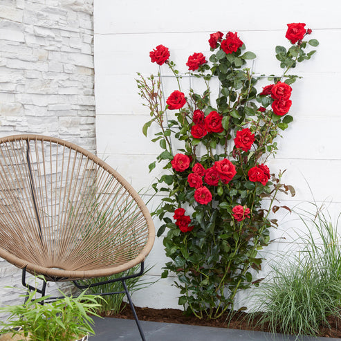 Red Crazy Rose Seedlings Flower Seeds Perennial Growing Bonsai Corms Tubers Potted Planting Reblooming Fragrant Garden Roots Rhizomes Species Blooms Plant Bulbs Gardening Tree