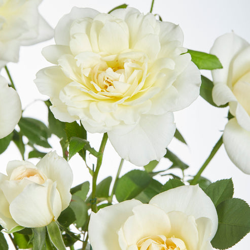 Cheap Crazy Rose Seedlings Flower Seeds Perennial Growing Bonsai Corms Tubers Potted Planting Reblooming Fragrant Garden Roots Rhizomes Species Blooms Plant Bulbs Gardening Tree