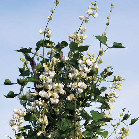 Hyacinth Bean White (Dolichos lablab Silver Moon) - Plants Seeds