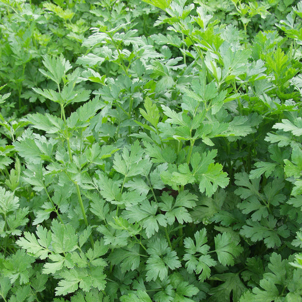 ProEasy Parsley Seeds