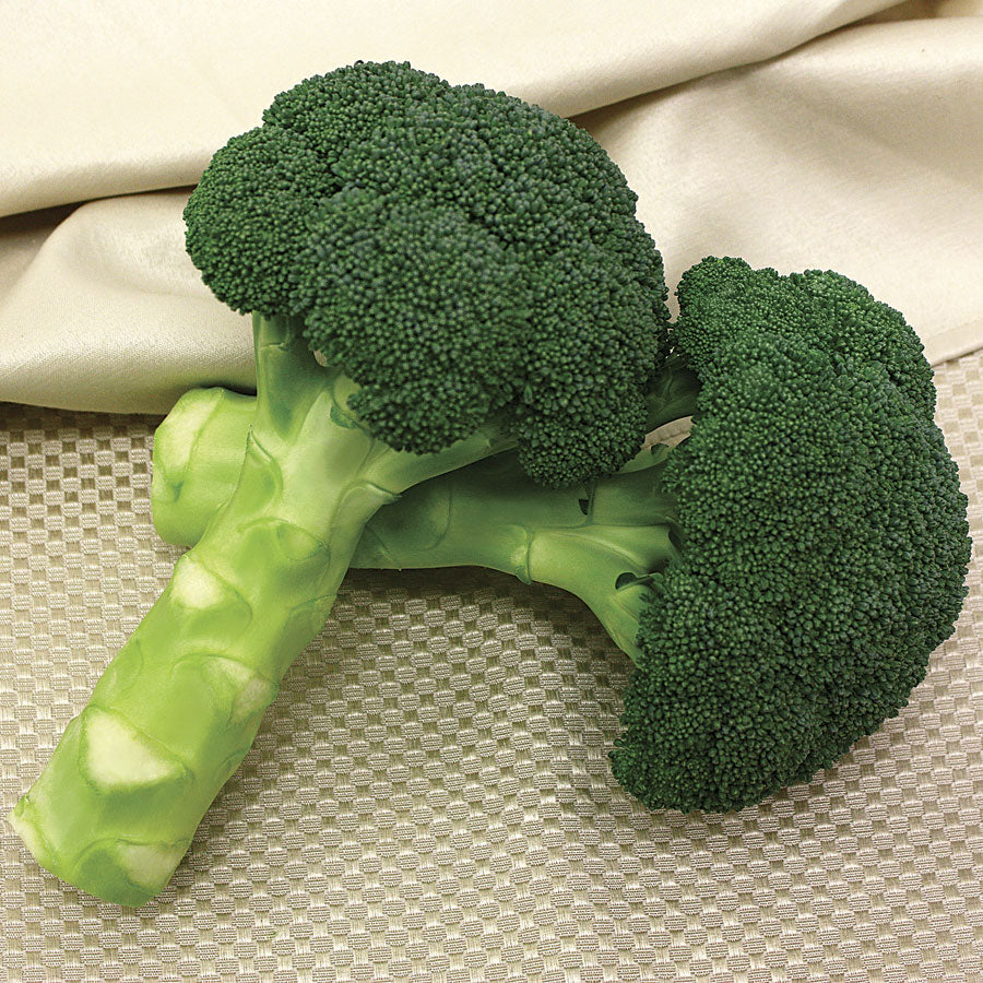 Green Magic  Hybrid Broccoli Seeds - Plants Seeds