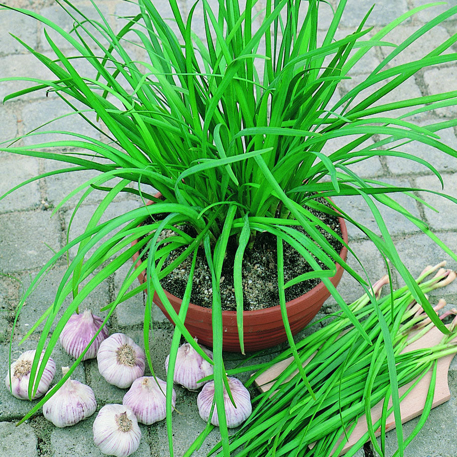 Geisha Garlic Chives Seeds - Plants Seeds