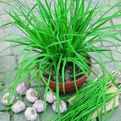 Geisha Garlic Chives Seeds - Plants Seeds