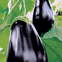 Amadeo Eggplant Seeds - Plants Seeds