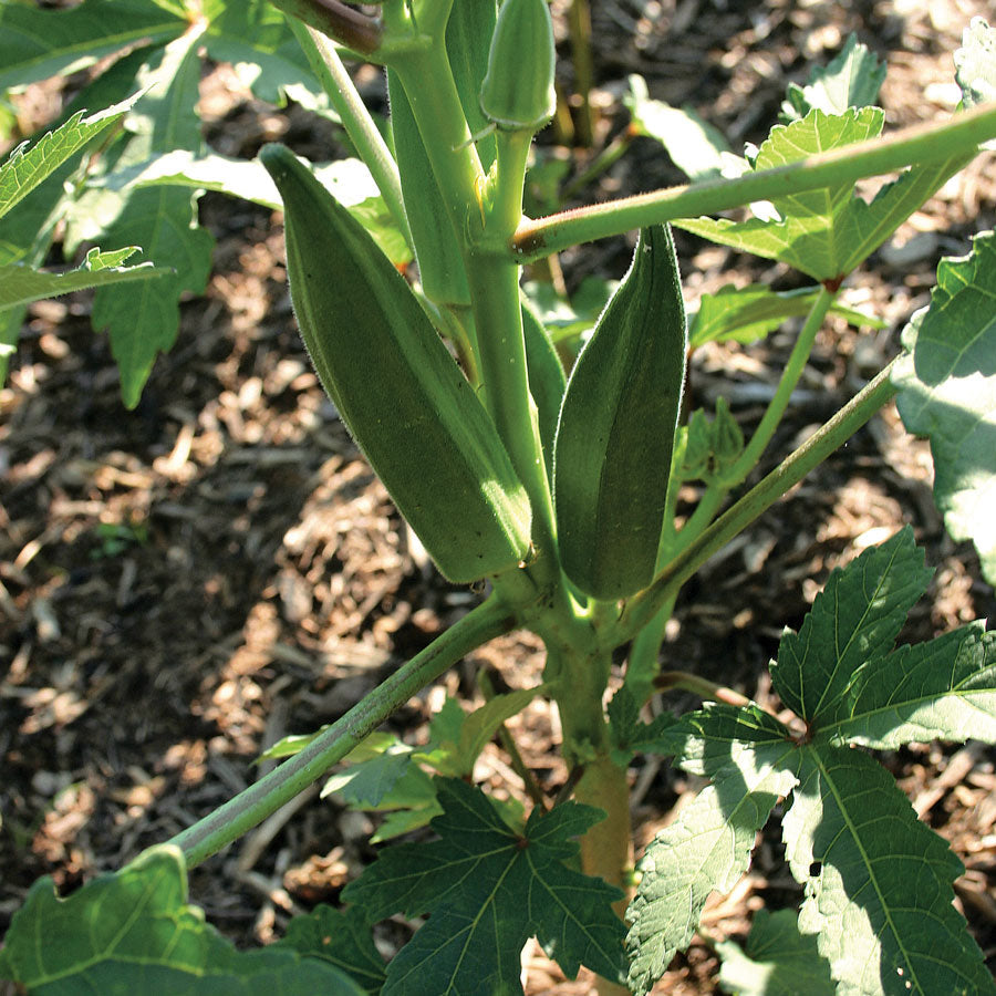 Jambalaya Okra Seeds - Seedsplant