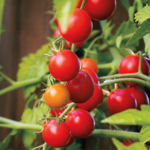 Nectar Hybrid Tomato Seeds - Seedsplant