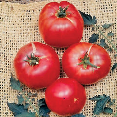 German Johnson Tomato Seeds - Plants Seeds