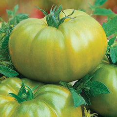Heirloom Green Hybrid Tomato Seeds - Plants Seeds