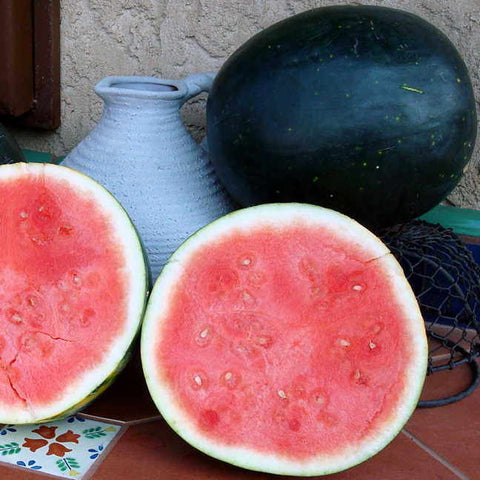 Harvest Moon Seedless Watermelon Seeds - Plants Seeds