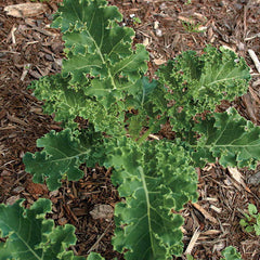 White Russian Kale Seeds - Plants Seeds