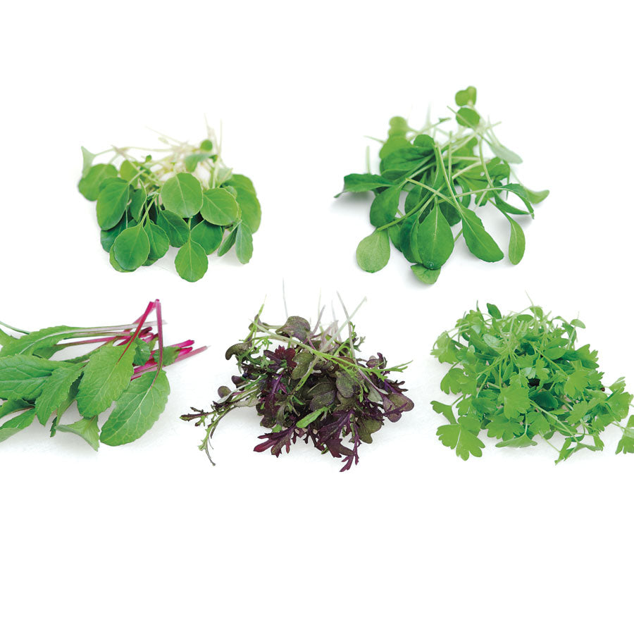 Rainbow Mix Microgreens Seeds - Plants Seeds