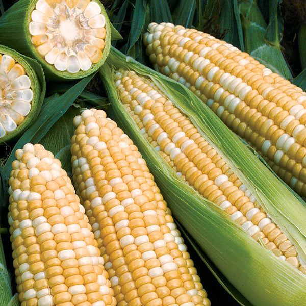 Obsession Hybrid Corn Seeds