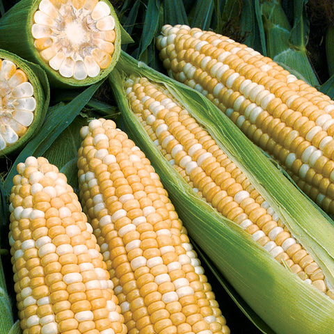Obsession Hybrid Corn Seeds - Plants Seeds