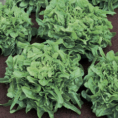 Sandy Lettuce Seeds - Plants Seeds