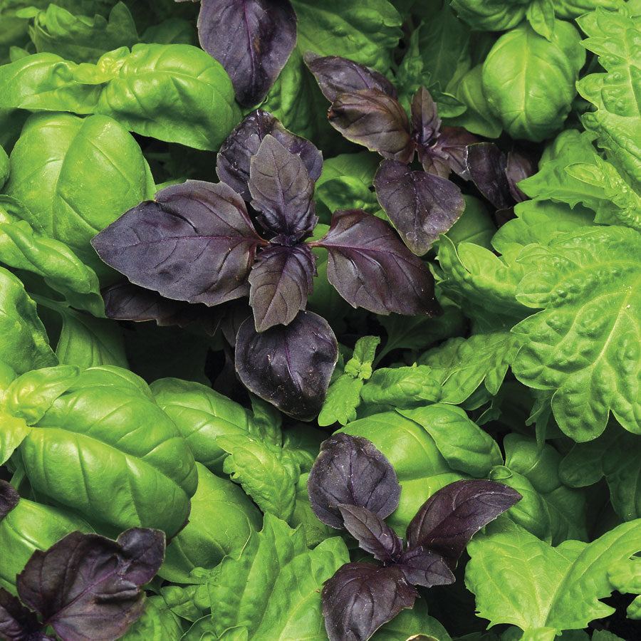 SimplyHerbs&trade; Try Basil Seeds - Plants Seeds